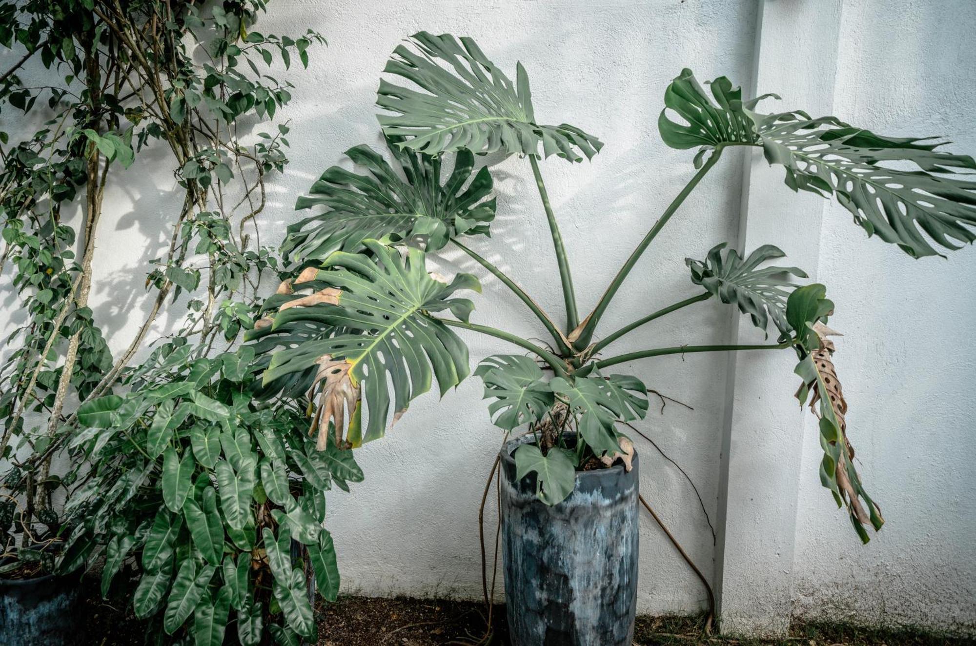 Tana Mysterious Garden Villa Đảo Đảo Panglao Ngoại thất bức ảnh