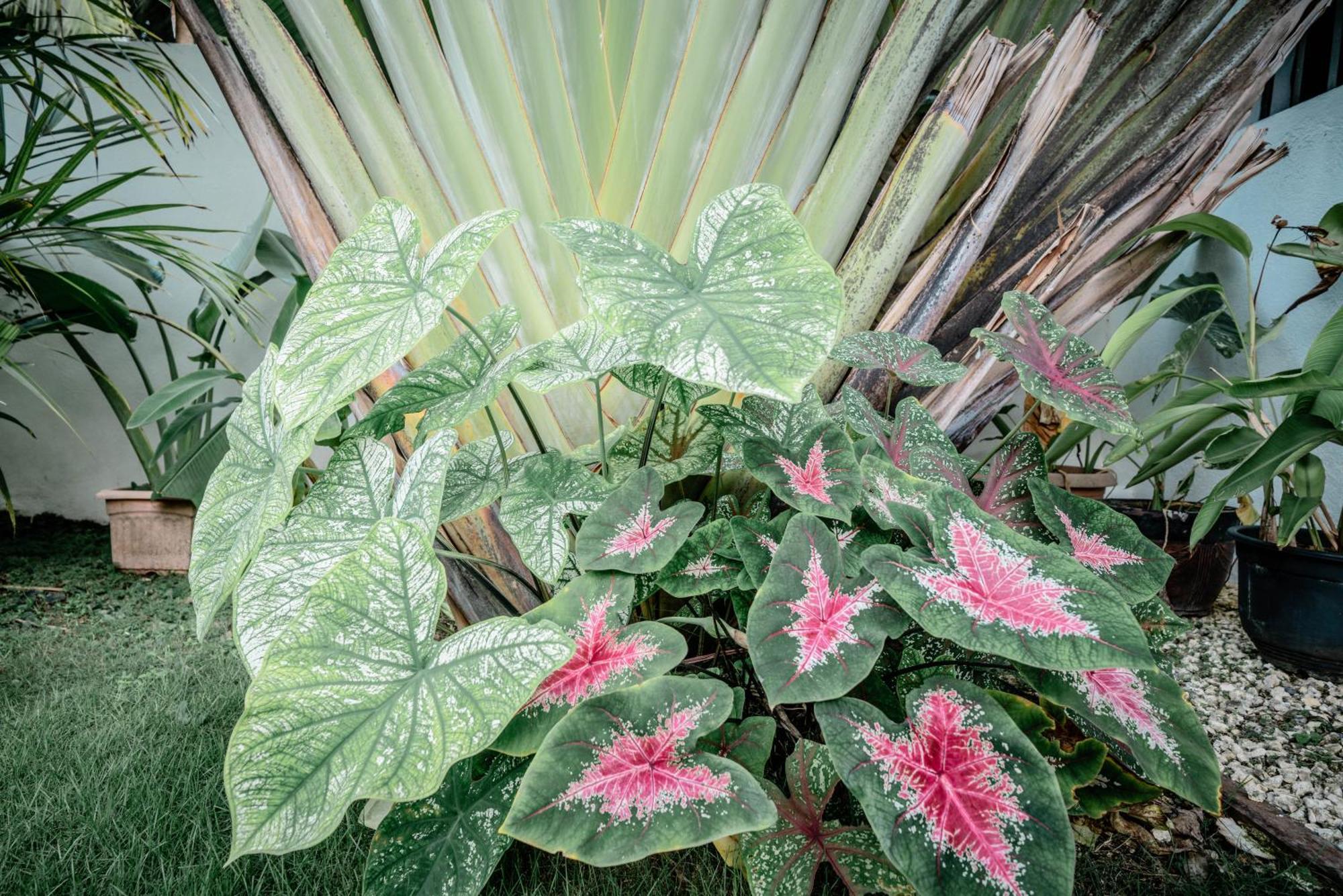 Tana Mysterious Garden Villa Đảo Đảo Panglao Ngoại thất bức ảnh